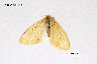 藏品(碎黃毒蛾)的圖片